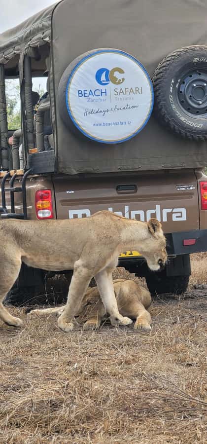 Zanzibar: Best Selous Day Safari with Flights & Lunch - Who this day safari suits best