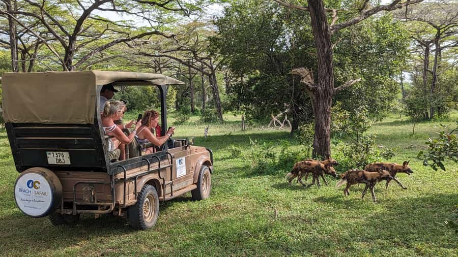 Zanzibar: Best Selous Day Safari with Flights & Lunch - The flight and transfer plan, from hotel to airstrip to game drive