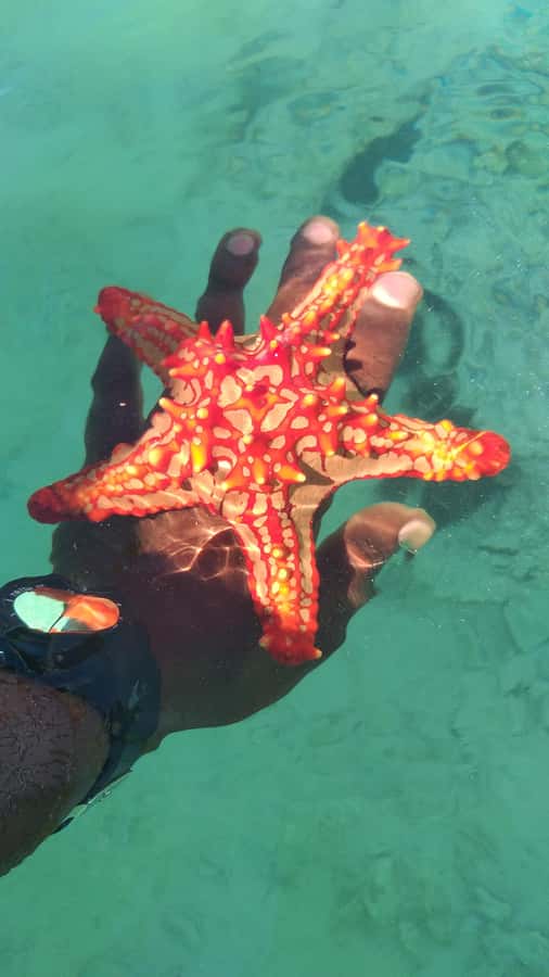 Zanzibar: Blue lagoon & Starfish - Key things to know before you go