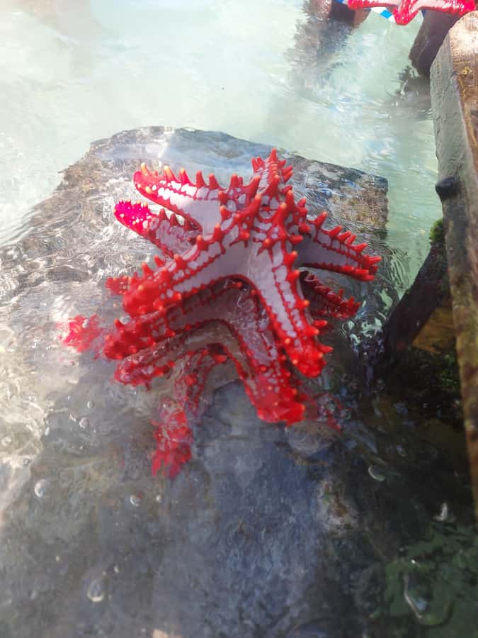 Zanzibar: Blue lagoon & Starfish - Sea urchins and walking the sand and rock at the right moment
