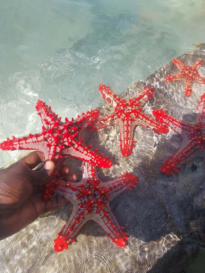 Zanzibar: Blue lagoon & Starfish - What’s included, what’s not, and how to pack smart