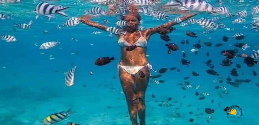 Zanzibar: Blue Lagoon, Starfish and Jozani Forest Tour - Key points before you go