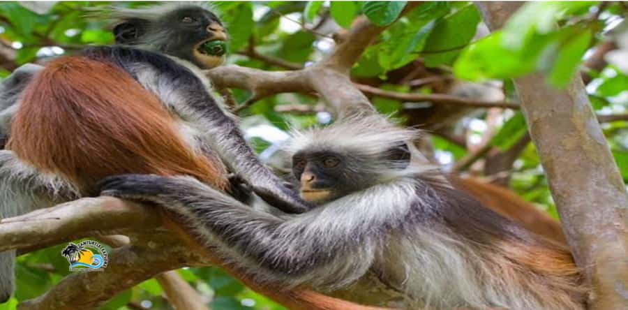 Zanzibar: Blue Lagoon, Starfish and Jozani Forest Tour - Jozani Forest walk for red colobus monkeys and mangrove country