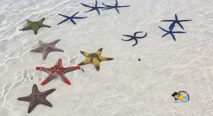 Zanzibar: Blue Lagoon, Starfish and Jozani Forest Tour - Logistics that affect your day more than you think