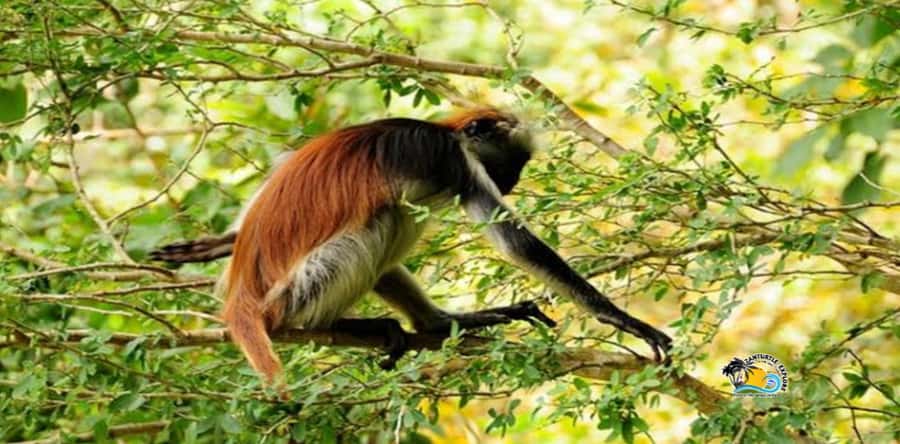 Zanzibar: Blue Lagoon, Starfish and Jozani Forest Tour - Who this Zanzibar day trip fits best