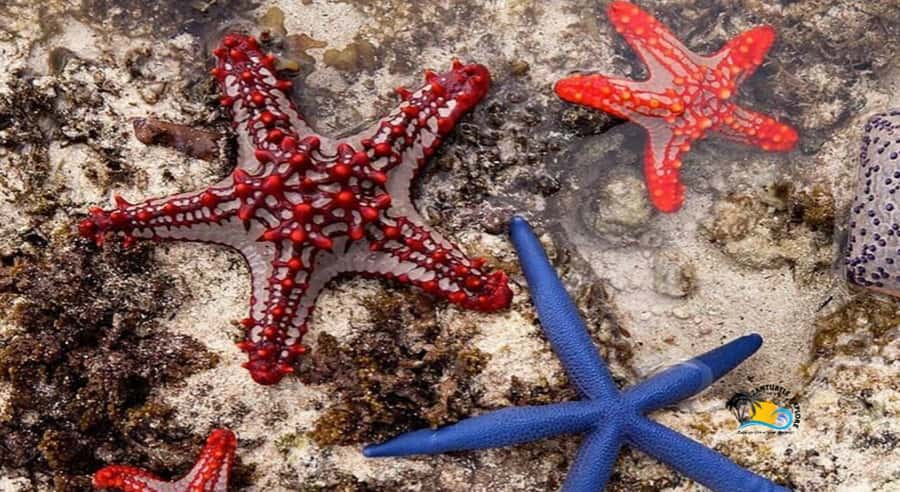 Zanzibar: Blue Lagoon, Starfish and Jozani Forest Tour - My booking advice: should you book this one?