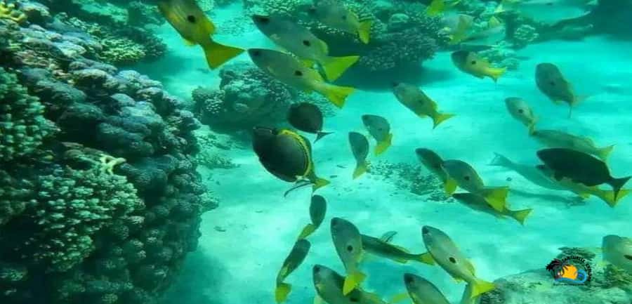 Zanzibar: Blue Lagoon, Starfish and Jozani Forest Tour - Starfish at Michamvi: what you see and how to handle it