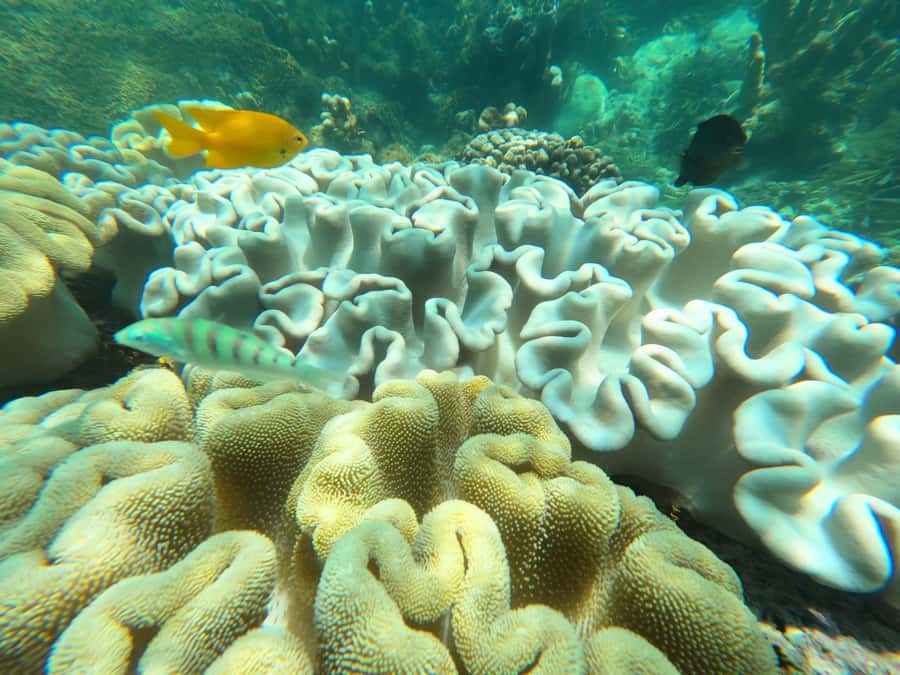 Zanzibar: Blue lagoon, Starfish, Paje Beach and Maalum Cave - Paje beach lunch break, plus time to walk it off