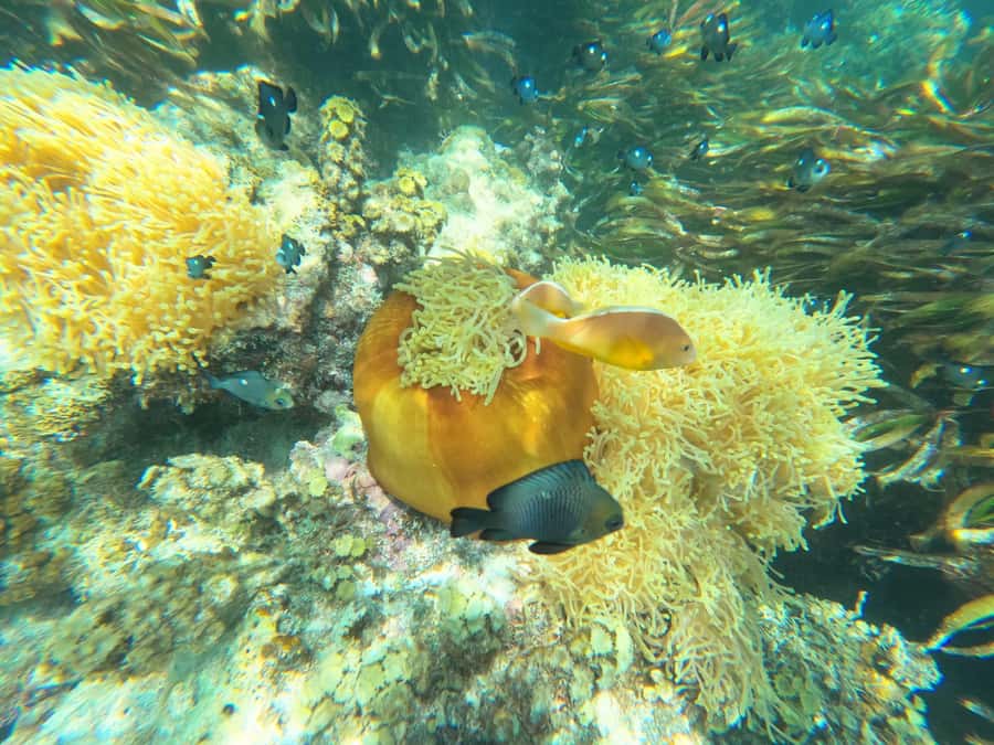 Zanzibar: Blue lagoon, Starfish, Paje Beach and Maalum Cave - Blue Lagoon snorkeling and starfish viewing without the hassle