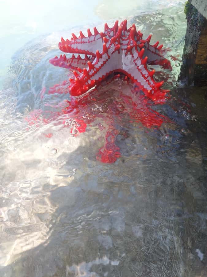 Zanzibar: Blue lagoon & Starfish - Snorkeling time: tropical fish, coral reality, and good underwater moments