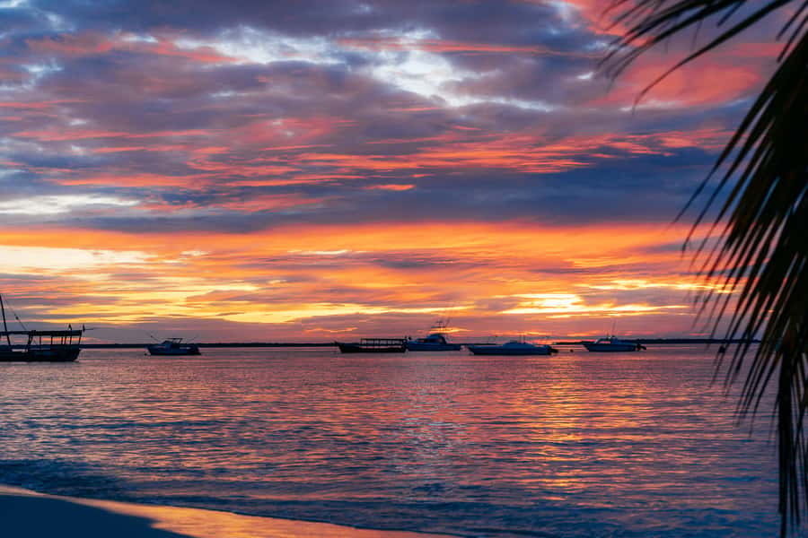 Zanzibar City: Sunset Sailing Tour with Snacks and Drinks - Mangroves at sundown: birds, feeding, and quiet spectacle