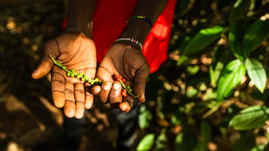 Zanzibar: Day Jozani Forest,Spice Farm,Nature and Savor Tour - The spice farm stop: why Zanzibar is Spice Island (and what you learn beyond smells)
