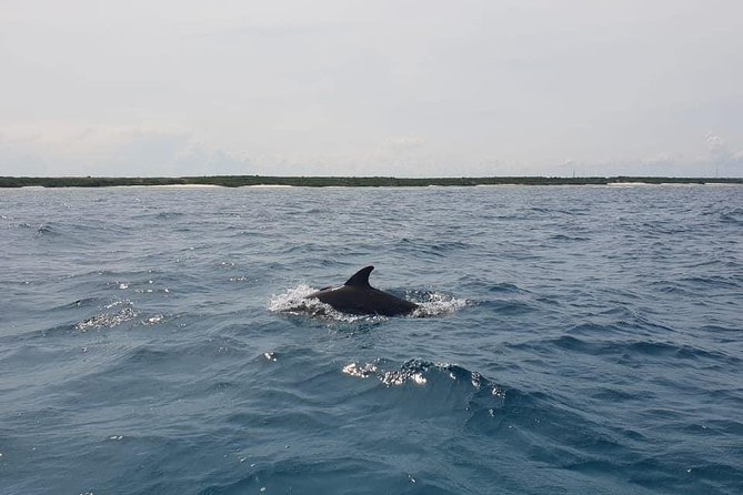 Zanzibar Deep Sea Fishing & Local fishing. - What You Can Catch: Barracuda, Tuna, Marlin, and More