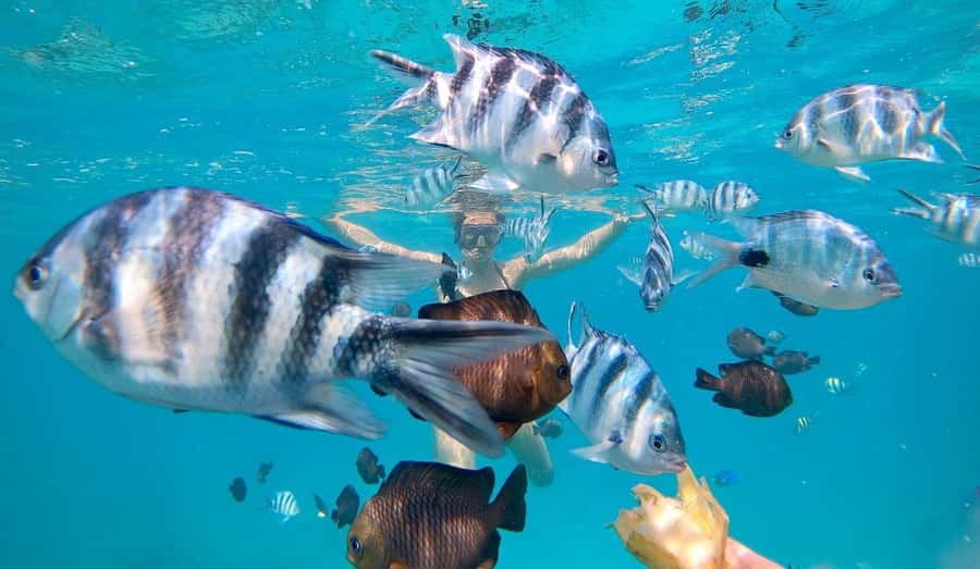 Zanzibar dolphins+ snokling at mnemba with turles swimming - Weather and expectations: how to stay flexible