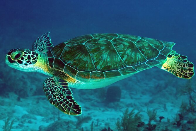 Zanzibar Excursions - Day 4 Nakupenda Beach Nature Reserve and Prison Island: Sandbank Time in the Best Light