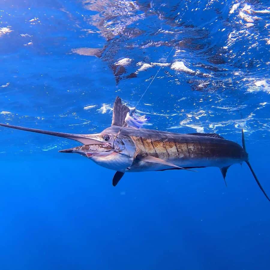 ZANZIBAR FISHING EXPRIENCE - Pickup and Drop-Off: Where You End Up After the Boat Returns
