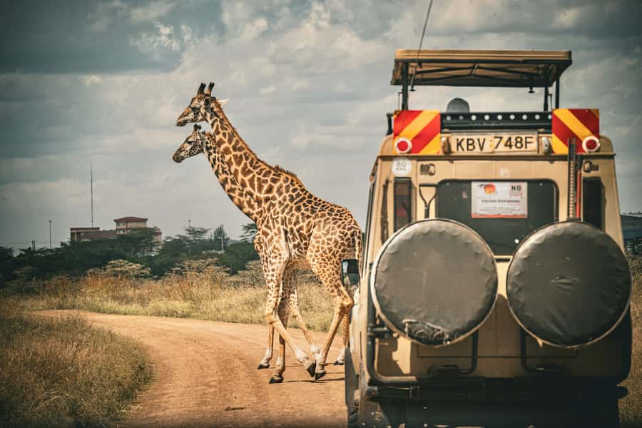 Zanzibar: Fly to Nyerere National Park – 2-Day Safari - The Full-Day Game Drive: Where You’ll Spend Most of Your Time