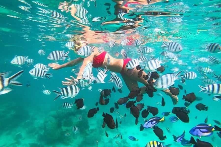 Zanzibar: Full-Day Conservation Safari with BBQ Lunch - Morning Snorkeling Over Two Reefs (This Is the Main Event)