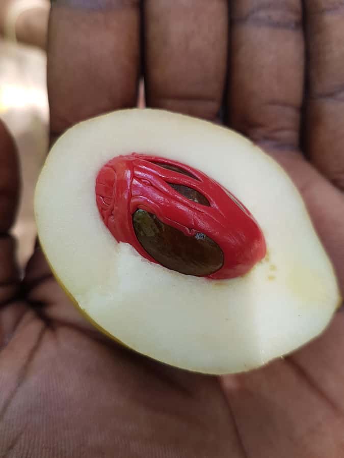 Zanzibar full day Jozani forest + Spice farm and stone town - How This Full-Day Zanzibar Mix Works (And Why It’s a Smart One-Day Choice)