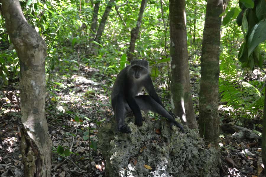 Zanzibar full day Jozani forest + Spice farm and stone town - Short Pause at the Zanzibar Butterfly Center Community Stop