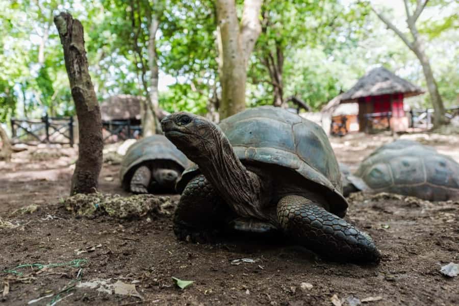 Zanzibar: Half-Day Prison Island, Tortoises and Spices Tour - Key points worth knowing before you go