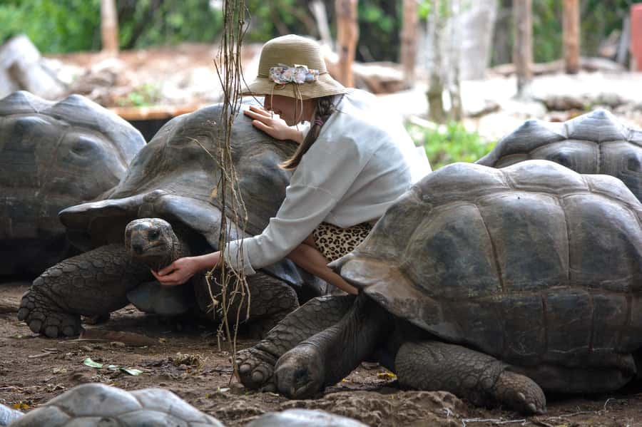 Zanzibar: Half-Day Prison Island, Tortoises and Spices Tour - Prison Island: the boat ride, tortoises, and how the day actually flows