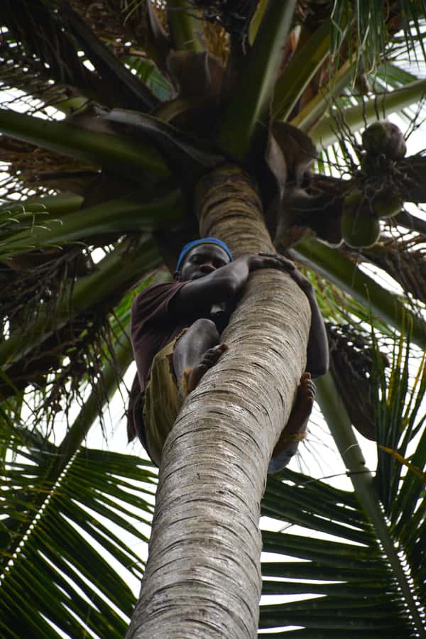 Zanzibar: Half-Day Prison Island, Tortoises and Spices Tour - Tips to make Prison Island and the spice farm work for you