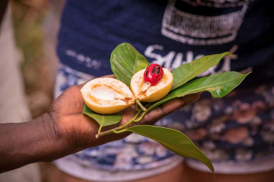 Zanzibar: Half-Day Prison Island, Tortoises and Spices Tour - What you learn on Prison Island, from the name to the old buildings