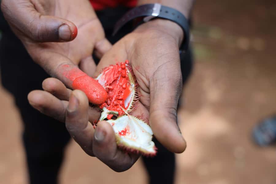 Zanzibar: Half-Day Spice Farm Tour,the flavours of Zanzibar - From Hotel Reception to Photo Stop: What Arrival Feels Like