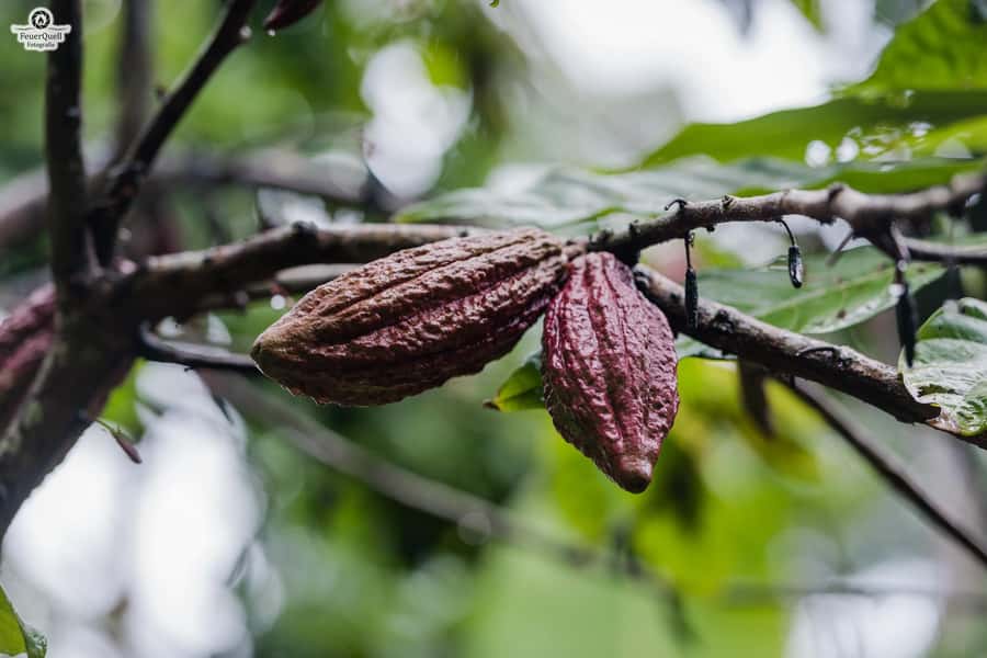 Zanzibar: Half-Day Spice Farm Tour,the flavours of Zanzibar - Buying Stops and Your Game Plan: How to Stay Comfortable