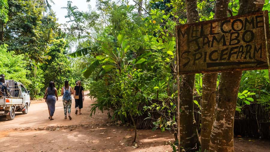 Zanzibar: Half-Day Spice Farm Tour,the flavours of Zanzibar - The 4-Hour Rhythm: Pickup, Van Time, and When This Tour Fits