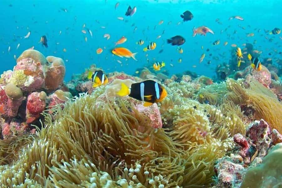 Zanzibar Half Day Trip in Mnemba Island - Why Mnemba Island is a top Zanzibar half-day