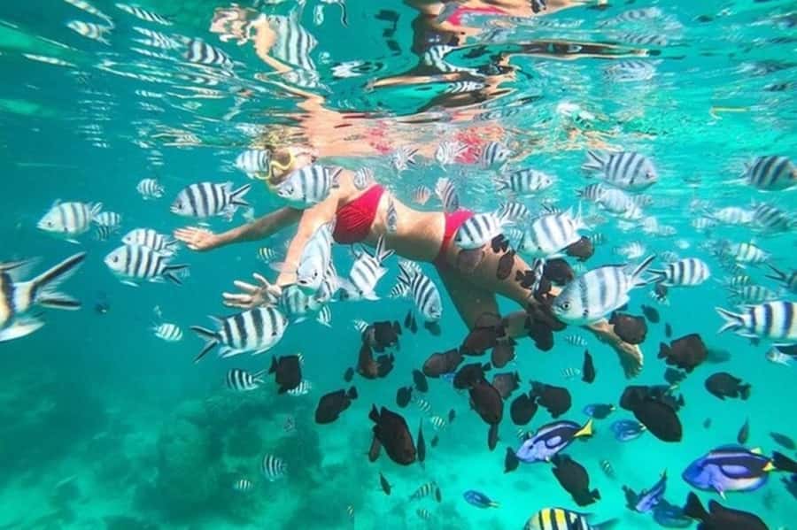 Zanzibar Half Day Trip in Mnemba Island - Key moments you’ll actually care about