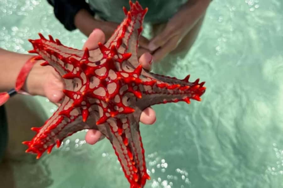 Zanzibar hidden: Starfish, Blue Lagoon, &The Rock Restaurant - Pickup from Ocean Boutique Hotel and the water-transport rhythm