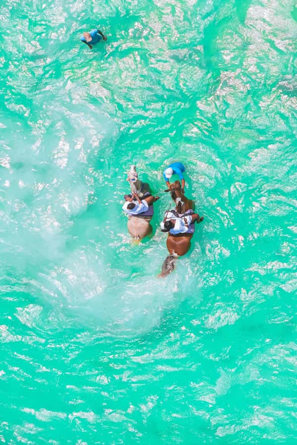 Zanzibar: Horse Riding and Kayaking with Video and Photos - Price and Value: Is $230 for 6 Hours a Good Deal?