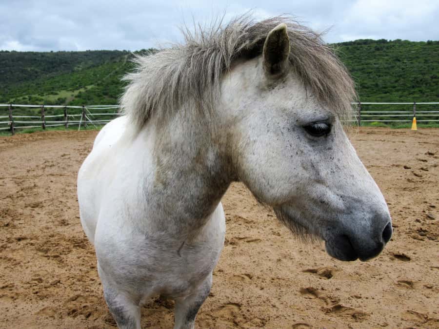 Zanzibar: Horseback Riding and Turtle Aquarium Visit - Quick Key Points Before You Go