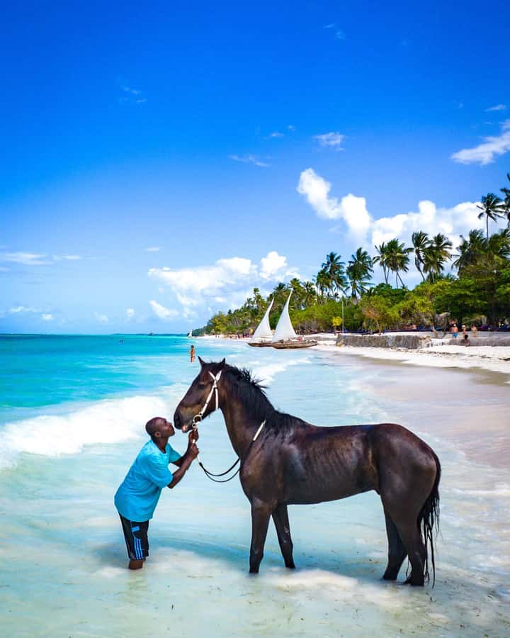 Zanzibar: Horseback Riding and Turtle Swimming Tour - Key things to know before you go