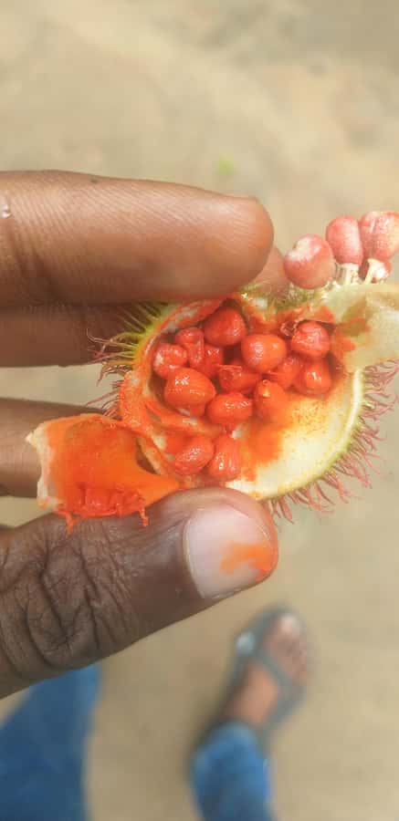 Zanzibar: Jozani Chwaka Bay National Park and Spice Farm … - Key Highlights Worth Your Time