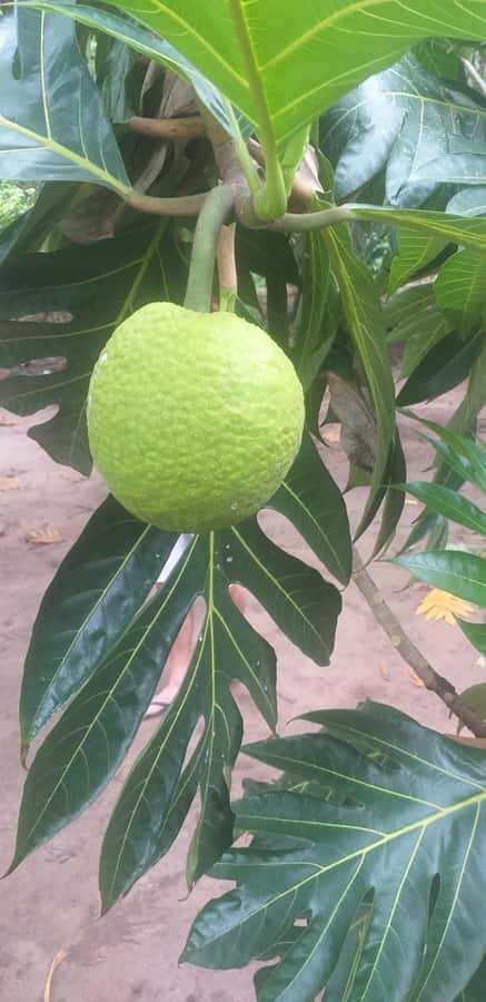 Zanzibar: Jozani Chwaka Bay National Park and Spice Farm … - Spice Farm Lesson: Vanilla, Nutmeg, Cloves, Cardamom, and Cinnamon