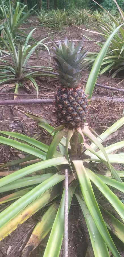 Zanzibar: Jozani Chwaka Bay National Park and Spice Farm … - Timing, Transportation, and Weather Comfort on a Half-Day Trip