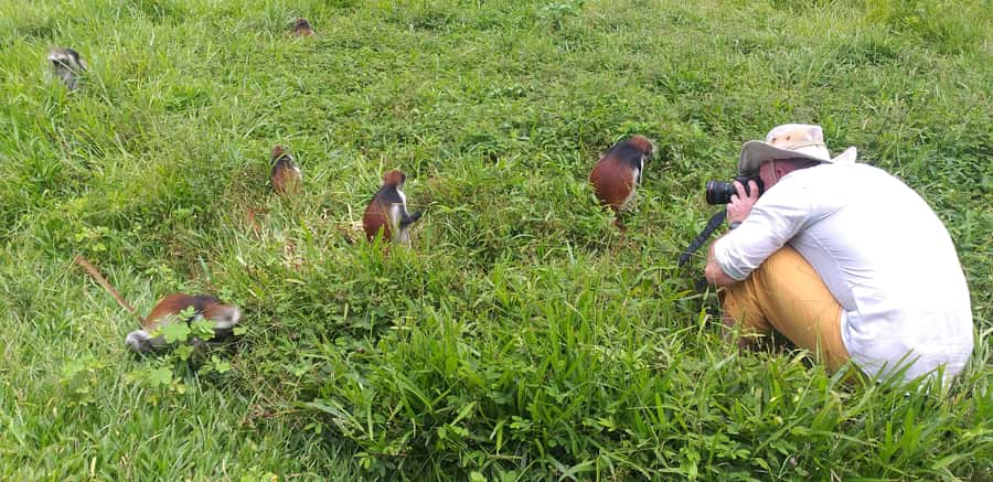 Zanzibar: Jozani Chwaka Bay National Park and Spice Farm … - What the Forest Walk Feels Like, and How to Handle Low Monkey Visibility