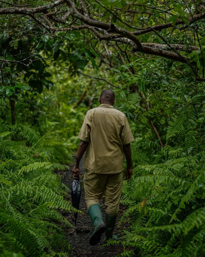 ZANZIBAR; JOZANI FOREST - Key highlights worth planning around