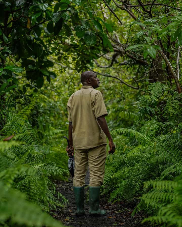 ZANZIBAR; JOZANI FOREST - Where Jozani Forest fits into Zanzibar’s nature scene
