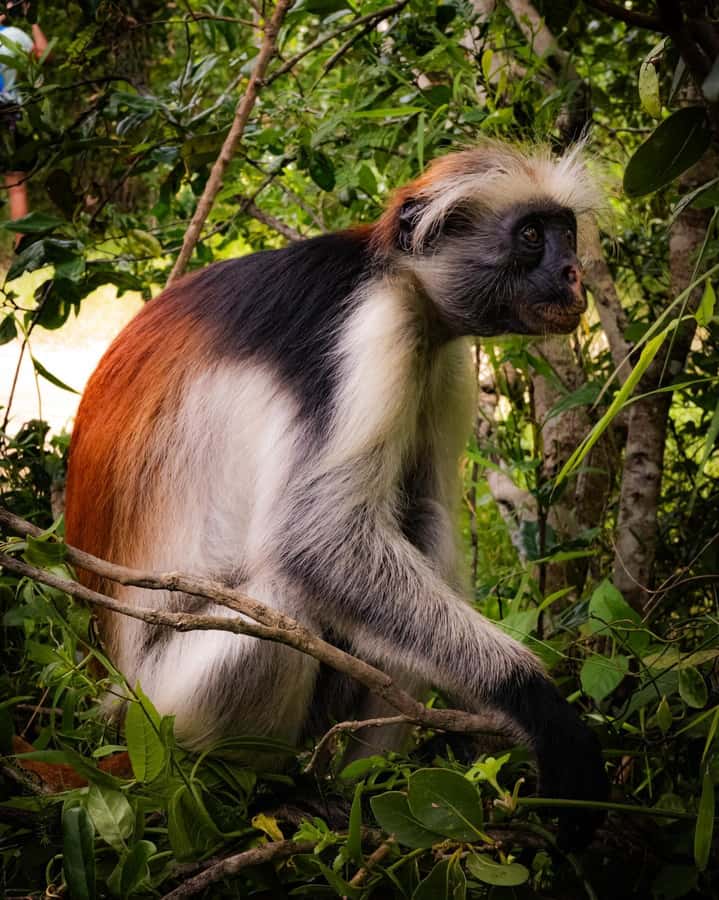 ZANZIBAR; JOZANI FOREST - Walking through Jozani Forest: mahogany, monkeys, and the practical magic