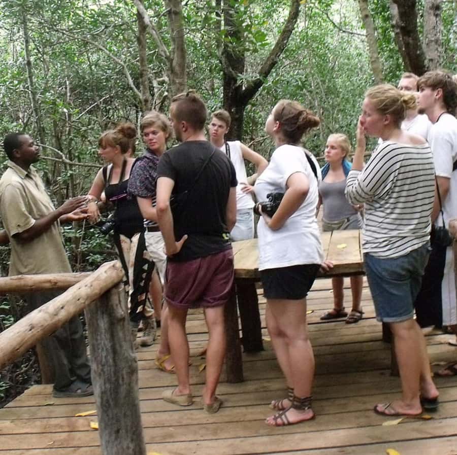 Zanzibar: Jozani Forest and Swim with Sea Turtles. - Itinerary Flow, Timing, and What 5 Hours Really Feels Like
