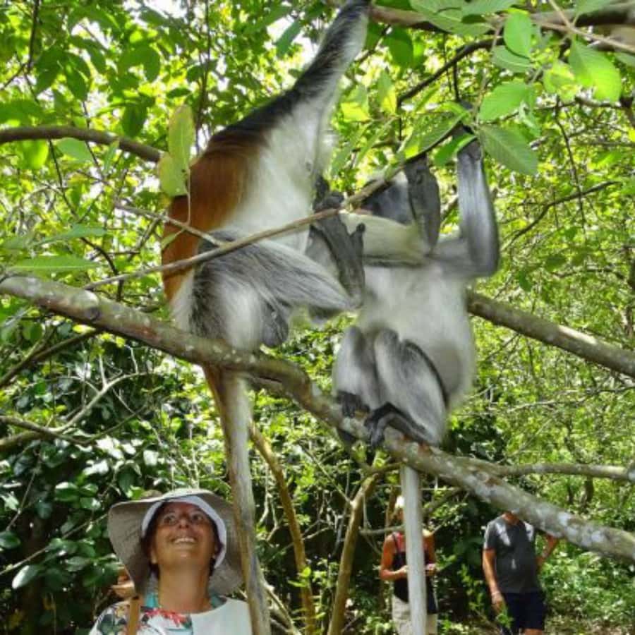 Zanzibar: Jozani Forest and Swim with Sea Turtles. - Who This Tour Fits Best