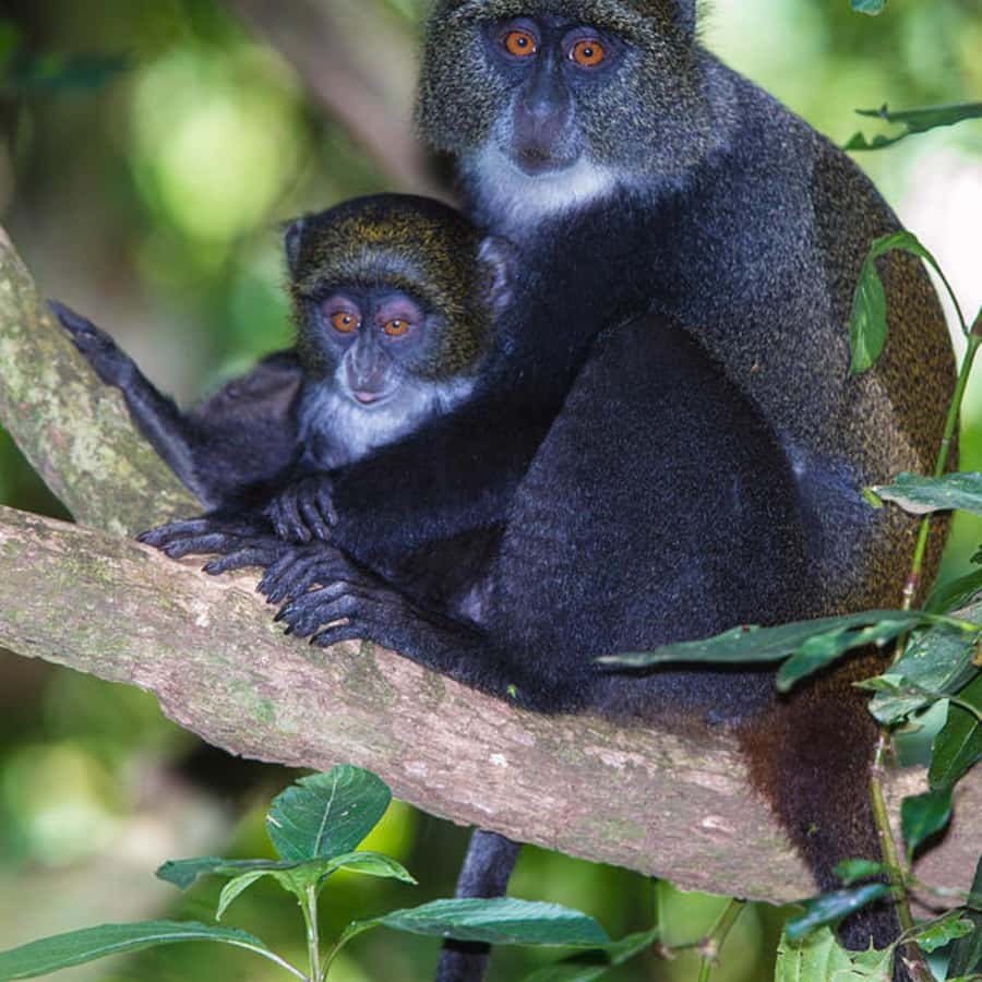ZANZIBAR: Jozani Forest, butterfly center & Reptile park - Key things that make this day trip worth it