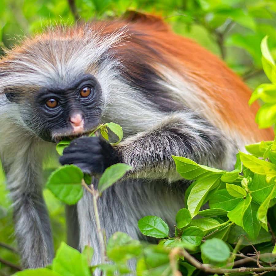 ZANZIBAR: Jozani Forest, butterfly center & Reptile park - A 6 to 7 hour eco loop: Jozani, butterflies, then reptiles