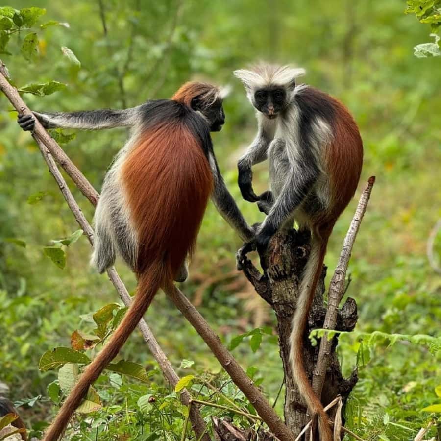 ZANZIBAR: Jozani Forest, butterfly center & Reptile park - Mangrove boardwalks and nature trails: slow walking, good viewing