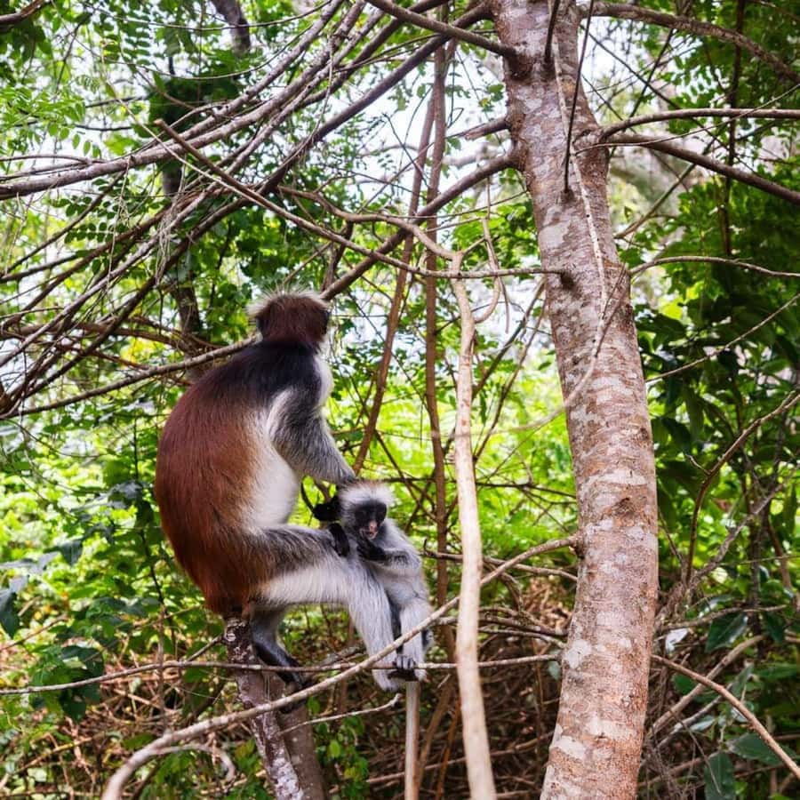 ZANZIBAR: Jozani Forest, butterfly center & Reptile park - The van time, the private group, and how the day feels
